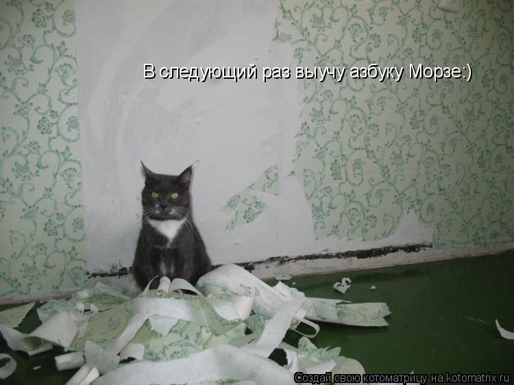 Котоматрица: В следующий раз выучу азбуку Морзе:)