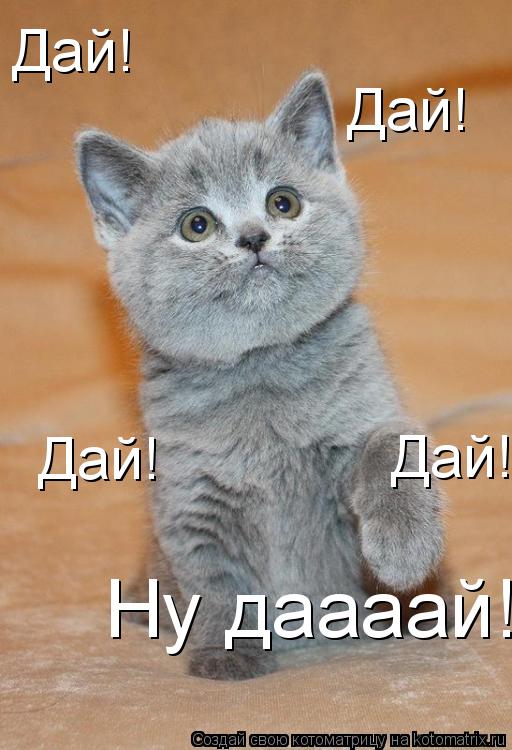 Котоматрица: Дай! Дай! Дай! Дай! Ну даааай!