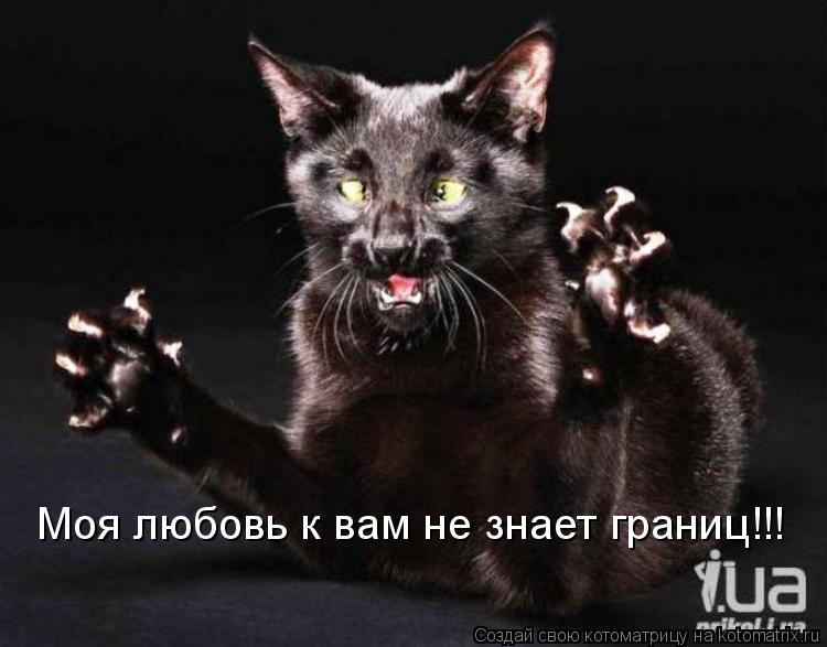 Котоматрица: Моя любовь к вам не знает границ!!!