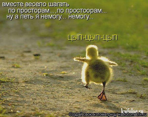 Котоматрица: вместе весело шагать по просторам...,по простоорам... ну а петь я немогу... немогу... ЦЫП-ЦЫП-ЦЫП