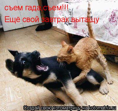 Котоматрица: съем гада,съем!!! Ещё свой завтрак вытащу