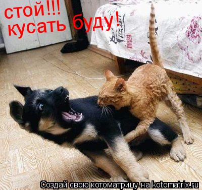 Котоматрица: кусать буду! стой!!!