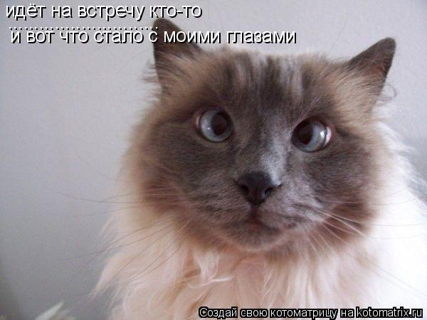 Котоматрица: идёт на встречу кто-то  ............................. и вот что стало с моими глазами