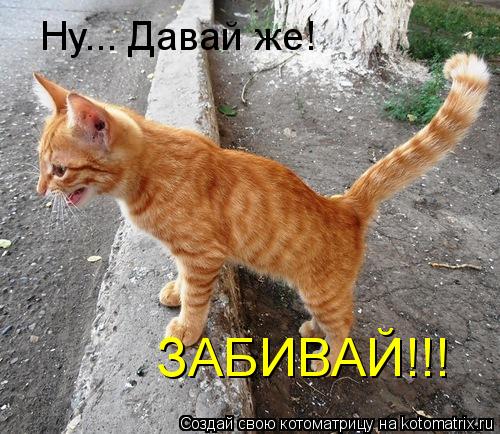 Котоматрица: Ну... Давай же!  ЗАБИВАЙ!!!