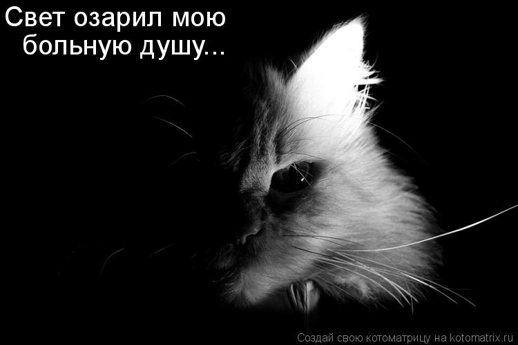 Котоматрица: Свет озарил мою   больную душу...