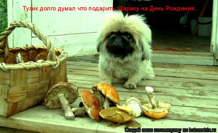 Котоматрица: Тузик долго думал что подарить Шарику на День Рождения.
