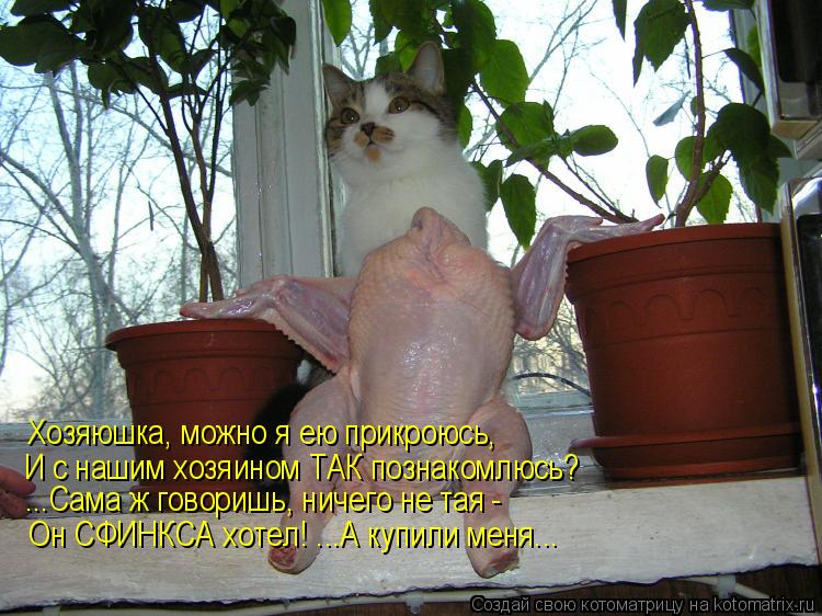 Котоматрица: Хозяюшка, можно я ею прикроюсь, И с нашим хозяином ТАК познакомлюсь? ...Сама ж говоришь, ничего не тая - Он СФИНКСА хотел! ...А купили меня...