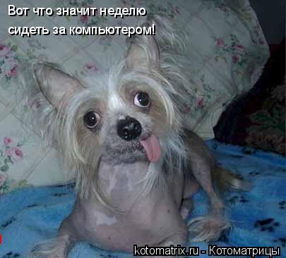 Котоматрица: Вот что значит неделю сидеть за компьютером!