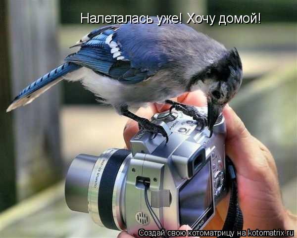 Котоматрица: Налеталась уже! Хочу домой!