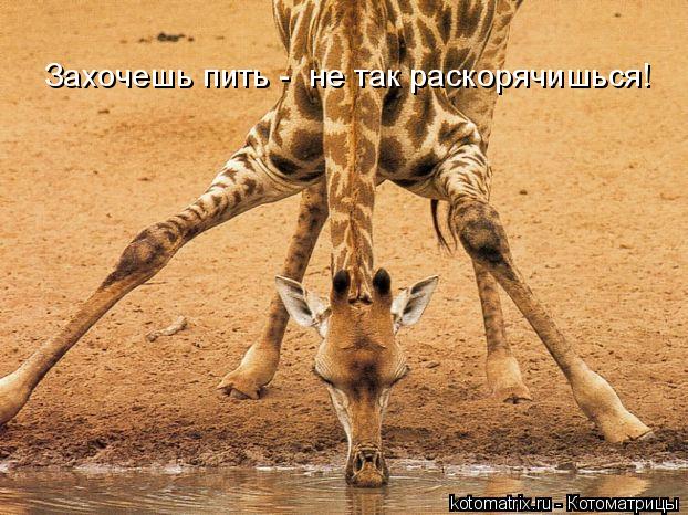 Котоматрица: Захочешь пить -  не так раскорячишься!