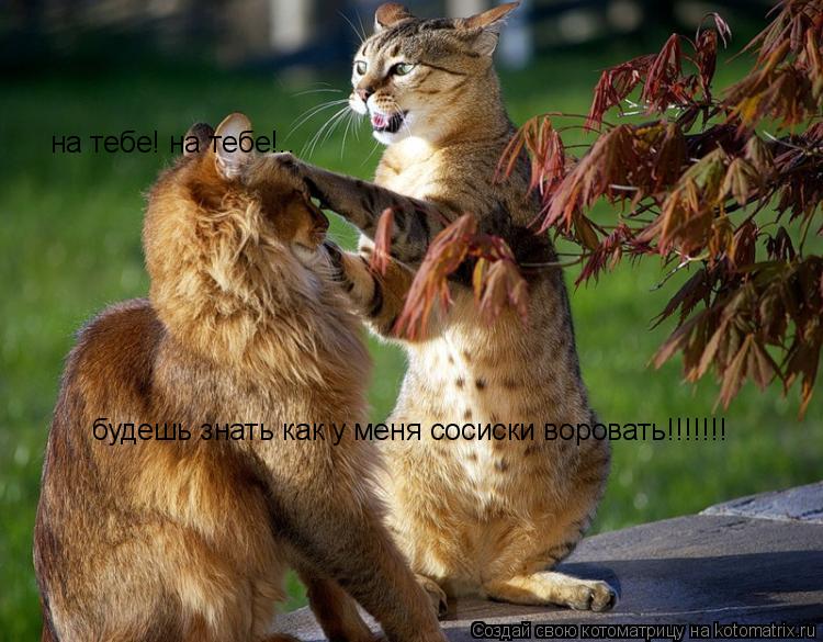 Котоматрица: на тебе! на тебе!.. будешь знать как у меня сосиски воровать!!!!!!!