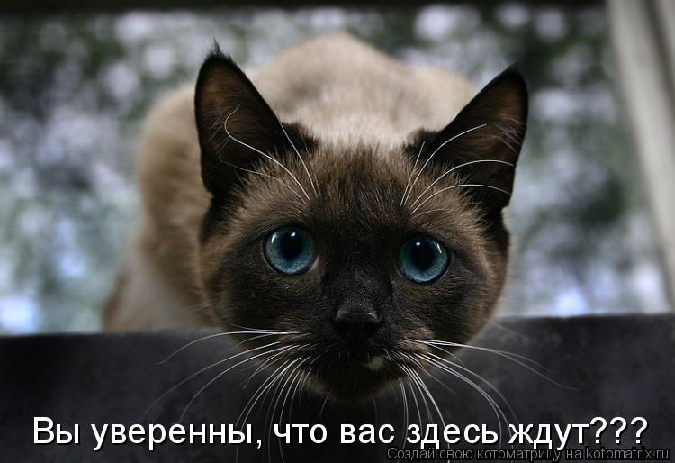 Котоматрица: Вы уверенны, что вас здесь ждут???