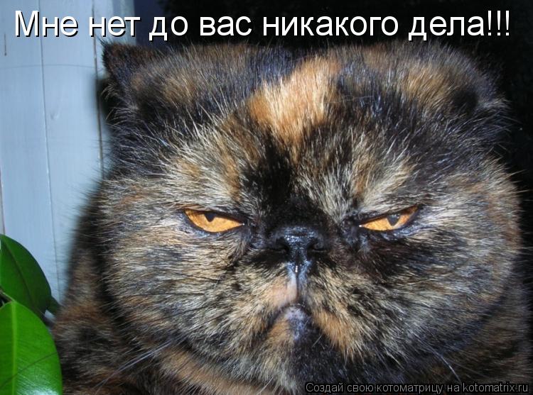 Котоматрица: Мне нет до вас никакого дела!!!