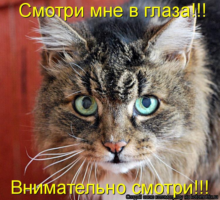 Котоматрица: Внимательно смотри!!! Смотри мне в глаза!!!