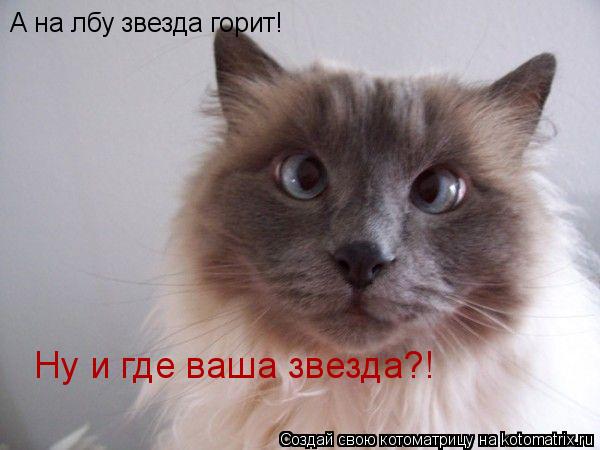 Котоматрица: А на лбу звезда горит! Ну и где ваша звезда?!