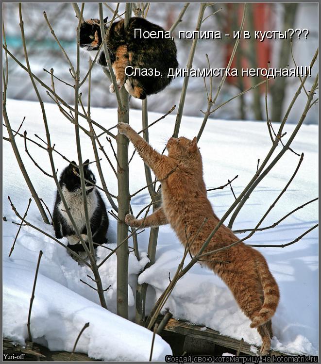 Котоматрица: Поела, попила - и в кусты??? Слазь, динамистка негодная!!!!