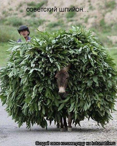 Котоматрица: советский шпийон...