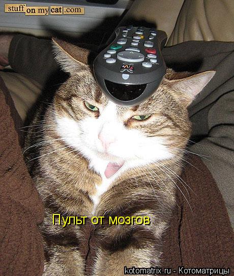 Котоматрица: Пульт от мозгов