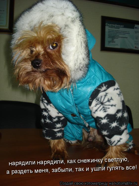 Котоматрица: нарядили нарядили, как снежинку светлую, а раздеть меня, забыли, так и ушли гулять все!