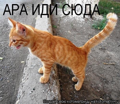 Котоматрица: АРА ИДИ СЮДА