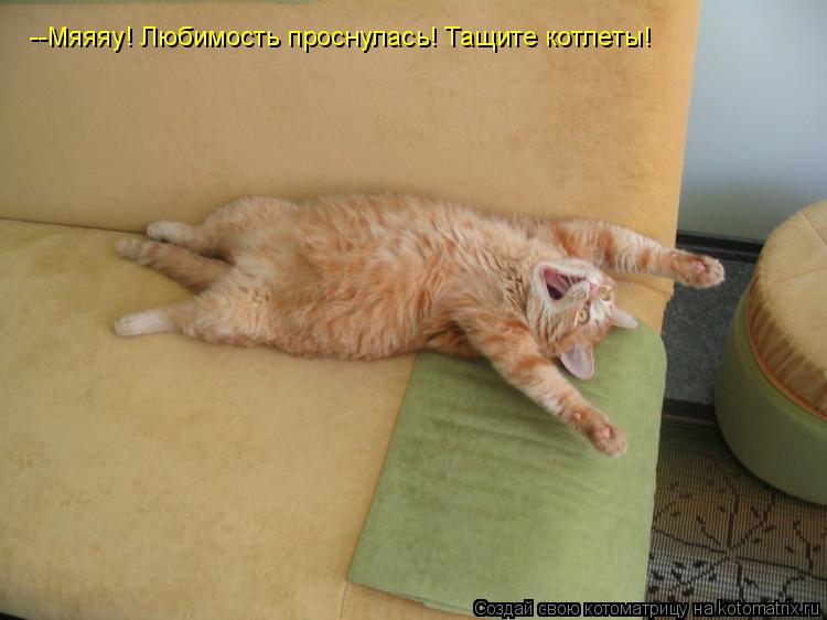 Котоматрица: --Мяяяу! Любимость проснулась! Тащите котлеты!
