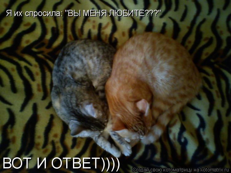 Котоматрица: Я их спросила: "ВЫ МЕНЯ ЛЮБИТЕ???" ВОТ И ОТВЕТ))))