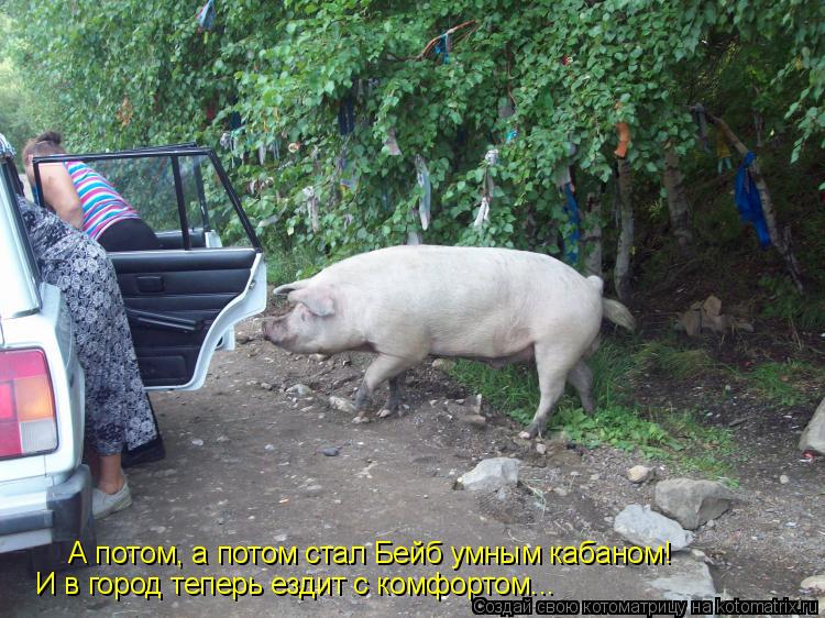 Котоматрица: А потом, а потом стал Бейб умным кабаном! И в город теперь ездит с комфортом...