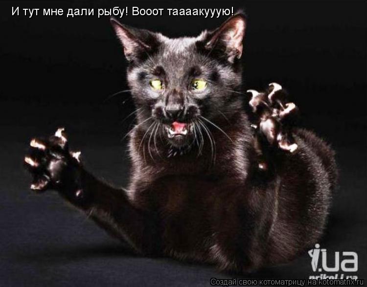 Котоматрица: И тут мне дали рыбу! Вооот таааакууую!