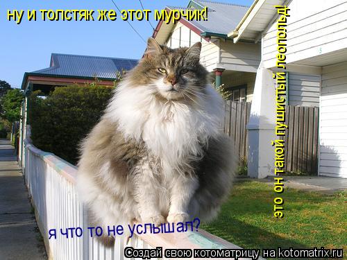 Котоматрица: это он такой пушистый леопольд! я что то не услышал? ну и толстяк же этот мурчик!