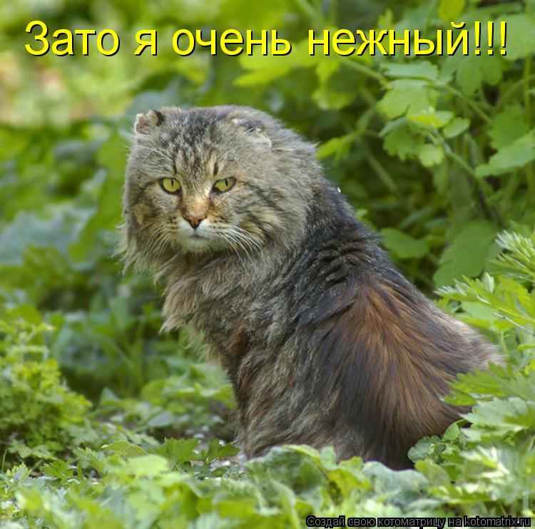 Котоматрица: Зато я очень нежный!!!