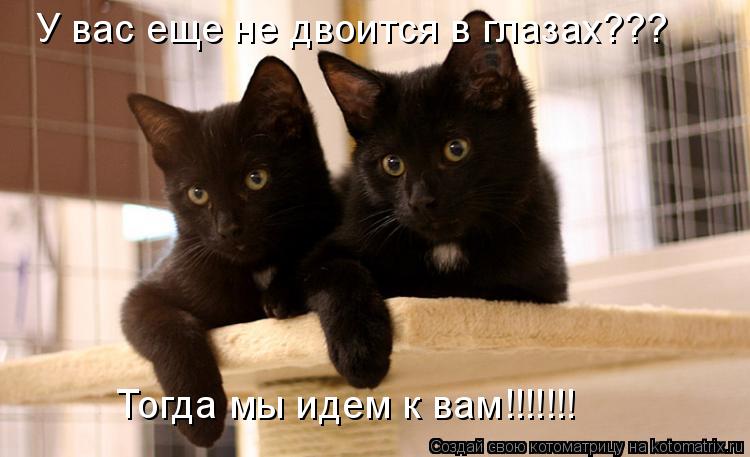 Котоматрица: У вас еще не двоится в глазах??? Тогда мы идем к вам!!!!!!!