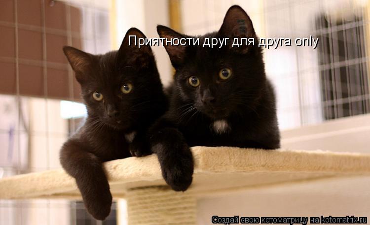 Котоматрица: Приятности друг для друга only