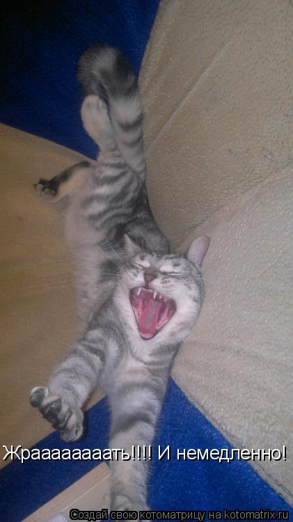 Котоматрица: Жраааааааать!!!! И немедленно!