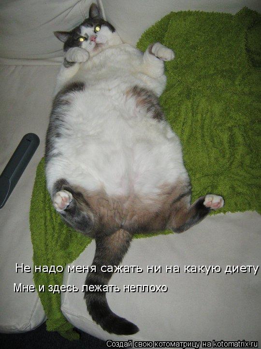Котоматрица: Не надо меня сажать ни на какую диету Mне и здесь лежать неплохо
