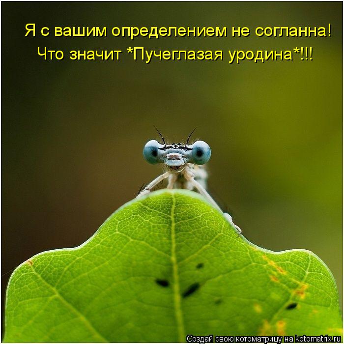 Котоматрица: Я с вашим определением не согланна! Что значит *Пучеглазая уродина*!!!