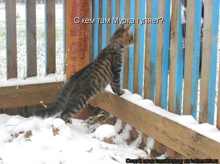 Котоматрица: С кем там Мурка гуляет?