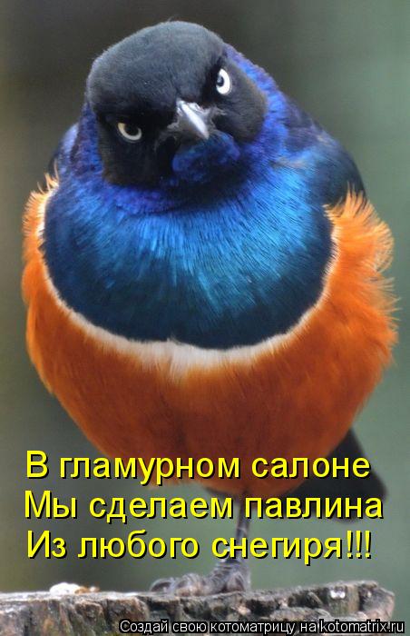 Котоматрица: Из любого снегиря!!! Мы сделаем павлина В гламурном салоне