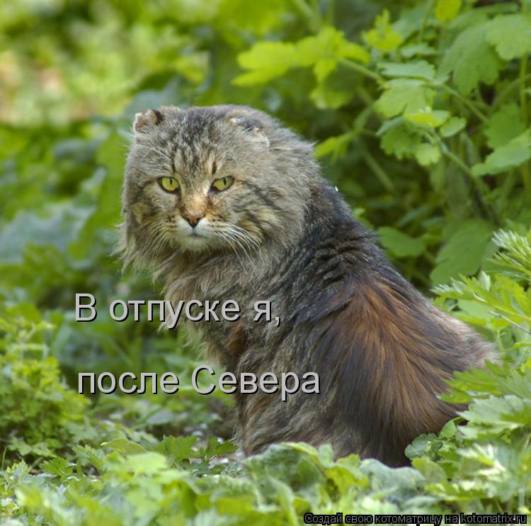 Котоматрица: В отпуске я, после Севера