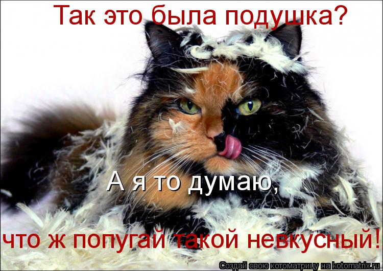 Котоматрица: Так это была подушка? А я то думаю, что ж попугай такой невкусный!!!