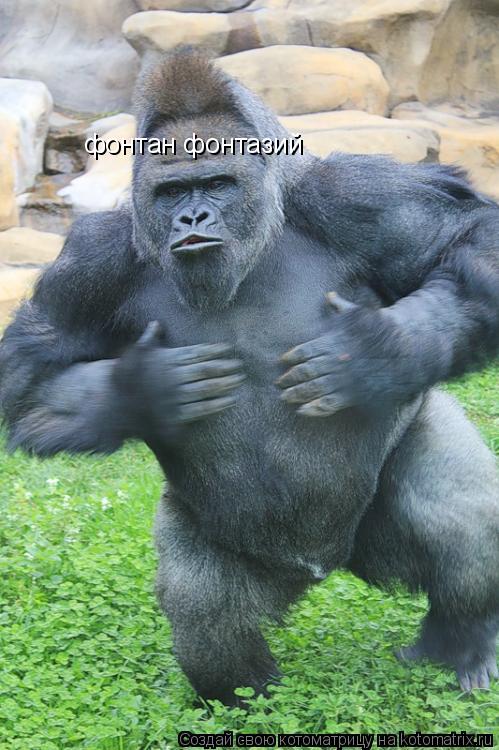 Котоматрица: фонтан фонтазий