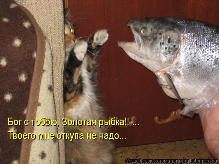 Котоматрица: Бог с тобою, Золотая рыбка!! ... Твоего мне откупа не надо...