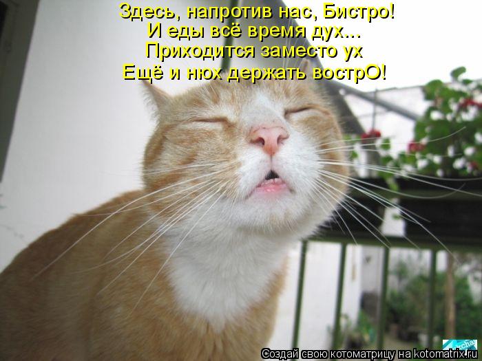 Котоматрица: И еды всё время дух... Здесь, напротив нас, Бистро! Приходится заместо ух Ещё и нюх держать вострО!