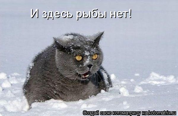 Котоматрица: И здесь рыбы нет!