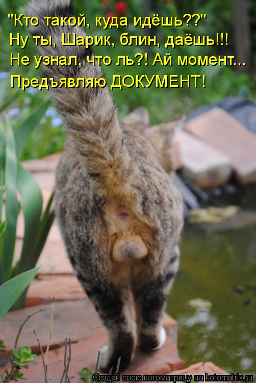 "Кто такой, куда идёшь??" Ну ты, Шарик, блин, даёшь!!! Не узнал, что ль?! Ай момент... Предъявляю ДОК... Котоматрица: "Кто такой, куда идёшь??" Ну ты, Шарик, блин, даёшь!!! Не узнал, что ль?! Ай момент... Предъявляю ДОКУМЕНТ!