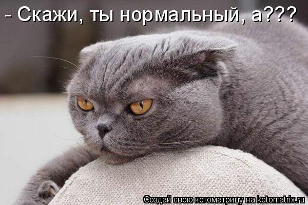 Котоматрица: - Скажи, ты нормальный, а???