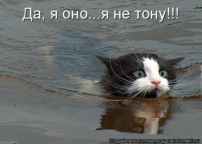 Котоматрица: Да, я оно...я не тону!!!