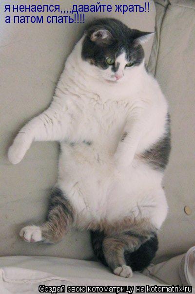 Котоматрица: я ненаелся,,,,давайте жрать!! а патом спать!!!!