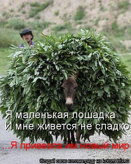 Котоматрица: Я маленькая лошадка И мне живется не сладко ...Я привезла им новый мир