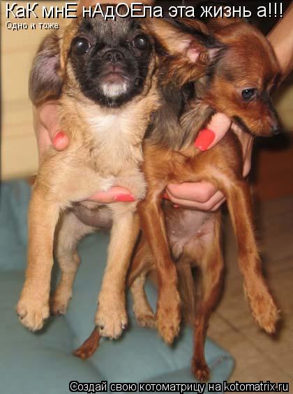 Котоматрица: КаК мнЕ нАдОЕла эта жизнь а!!! Одно и тоже Одно и тоже