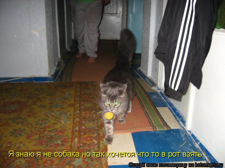 Котоматрица: Я знаю я не собака но так хочется что то в рот взять.